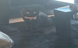 Domestic Shorthair cats for sale: Female 8 months free to good home  - Image 5