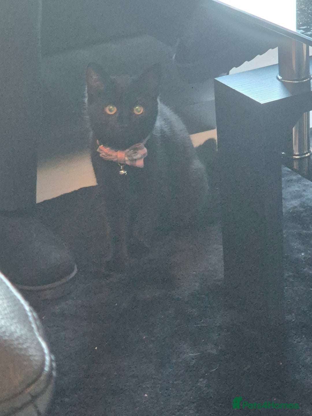 Domestic Shorthair cats for sale: Female 8 months free to good home  - Image 5