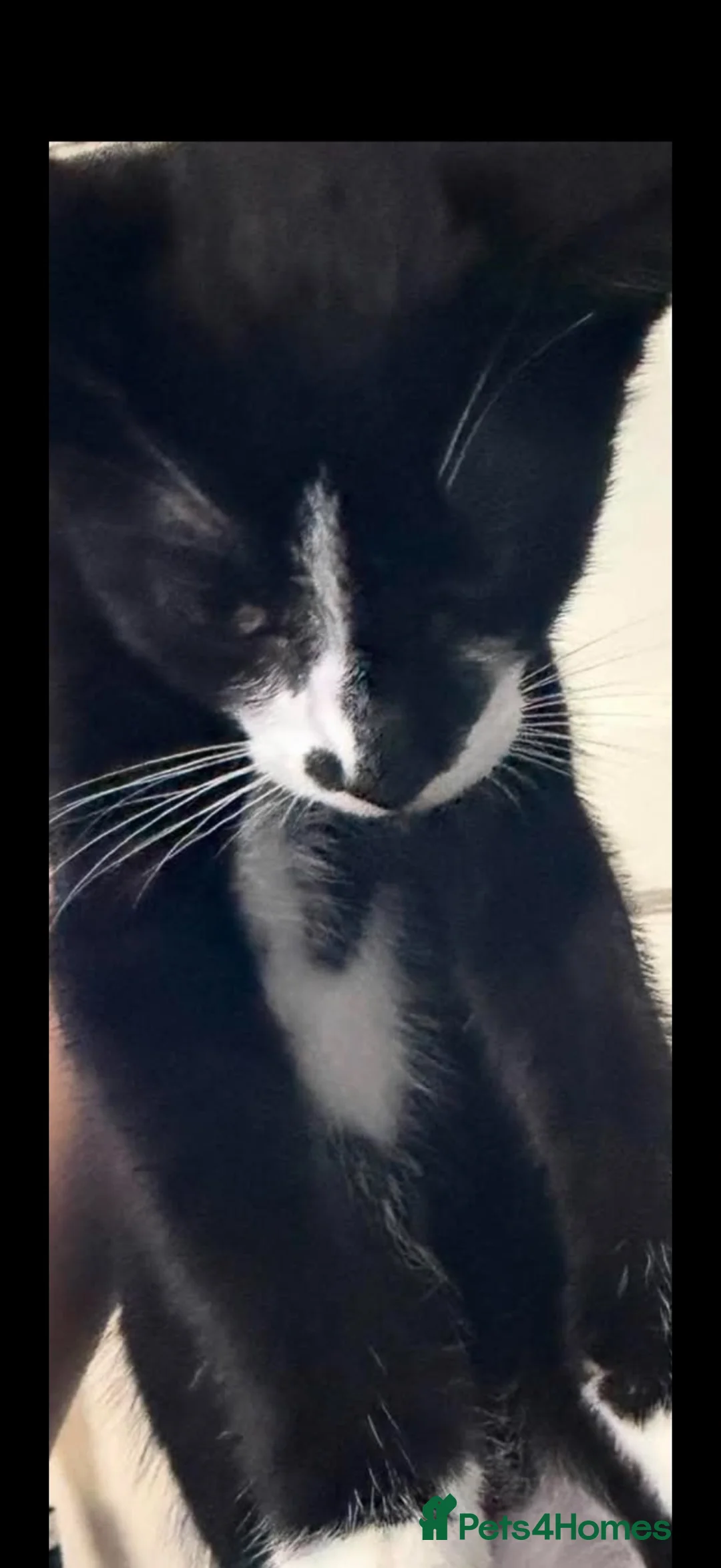 Mixed Breed cats for sale: 3 kittens  - Advert 4