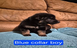 German Shepherd dogs for sale: KC German Shepherd Puppies Blue, White & Black/Tan - Image 19