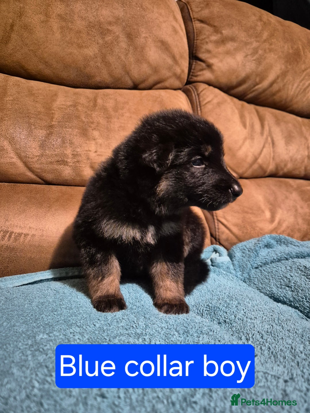 German Shepherd dogs for sale: KC German Shepherd Puppies Blue, White & Black/Tan - Image 19