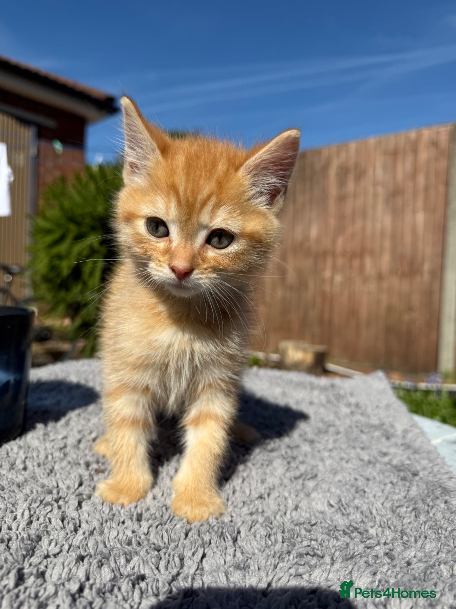 Mixed Breed cats Kittens ready to new homes  - Advert 1