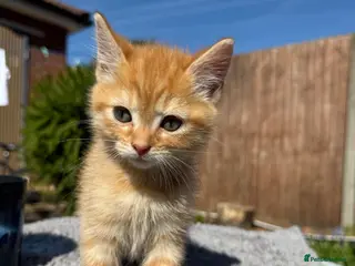 Mixed Breed cats Kittens ready to new homes - Advert 1