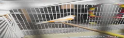 Canaries birds for sale: Canary in London - Advert 4