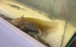 Axolotl reptiles for sale: Breeding pair of Axolotls  - Image 2