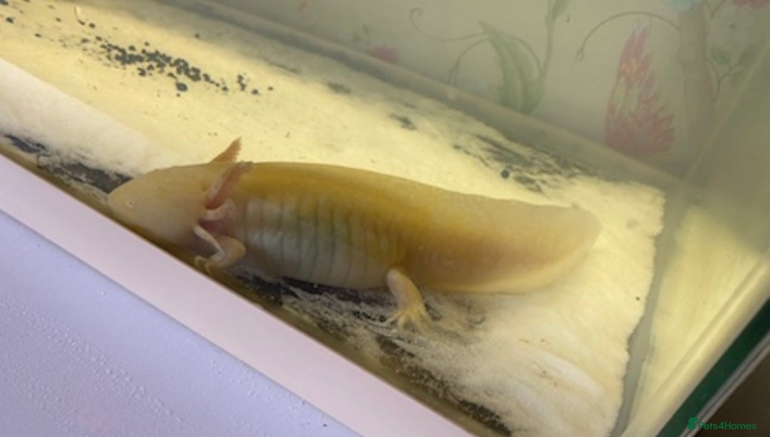 Axolotl reptiles for sale: Breeding pair of Axolotls  - Image 2