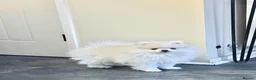 Pomeranian dogs for sale: Stunning white bear face Pomeranian girl £3000 - Advert 1