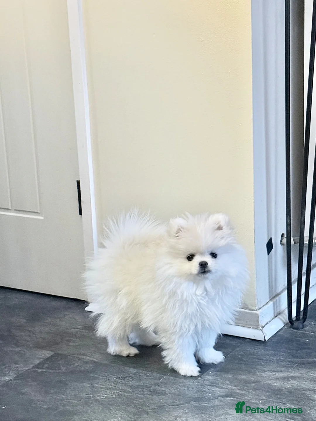 Pomeranian dogs for sale: Stunning white bear face Pomeranian girl £3000 - Advert 1