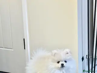 Pomeranian dogs Stunning white bear face Pomeranian girl £3000 - Advert 7