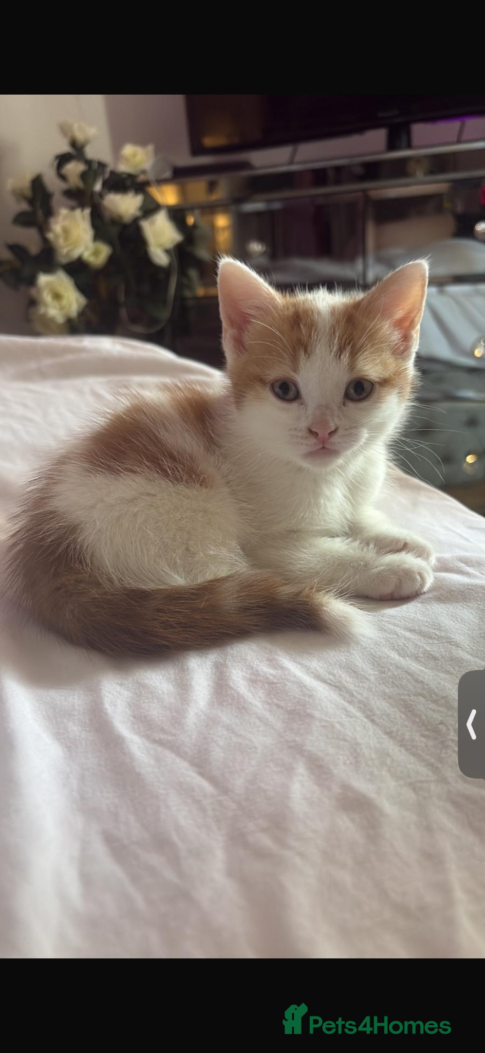Mixed Breed cats 2 kittens for sale! - Advert 1