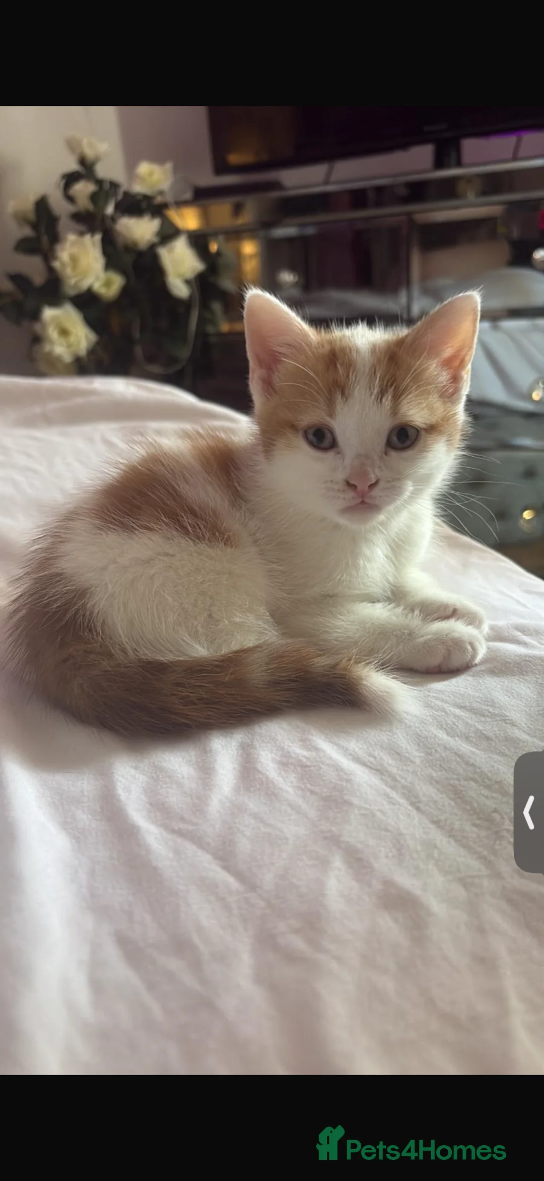 Mixed Breed cats for sale: 2 kittens for sale! - Advert 1
