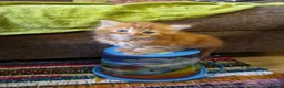 Persian cats for sale: Persion x  - Advert 6