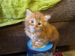 Persian cats Persion x - Advert 1