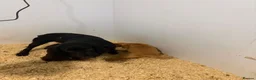 Cocker Spaniel dogs for sale: 2 cocker spaniels puppys available  - Advert 6