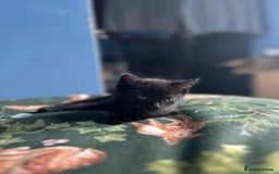 Mixed Breed cats for sale: Cuddle Puddle - Image 4