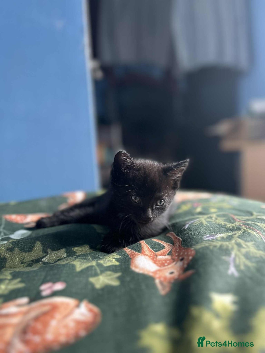 Mixed Breed cats for sale: Cuddle Puddle - Image 4