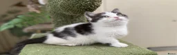 Munchkin cats for sale: 9 weeks old Full Pedigree Munchkin kittens  - Advert 7