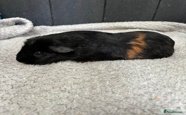 Guinea Pig rodents - Advert 1