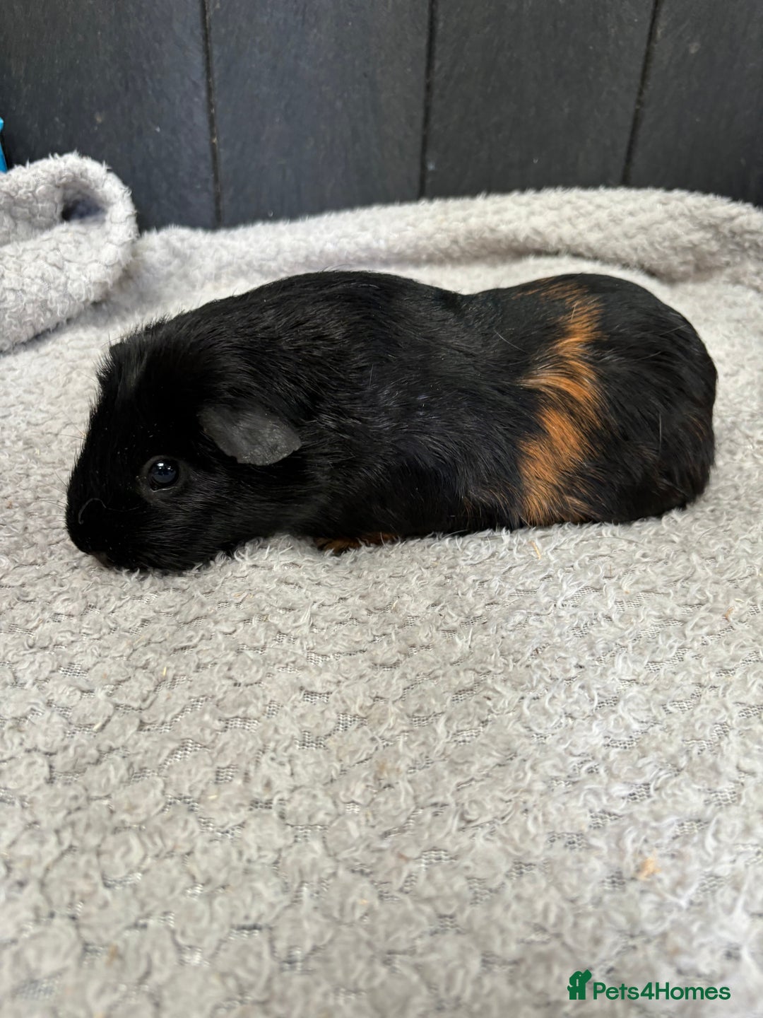 Guinea Pig rodents for sale: Stunning boar guinea pigs  - Image 1