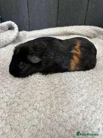 Guinea Pig rodents - Advert 2