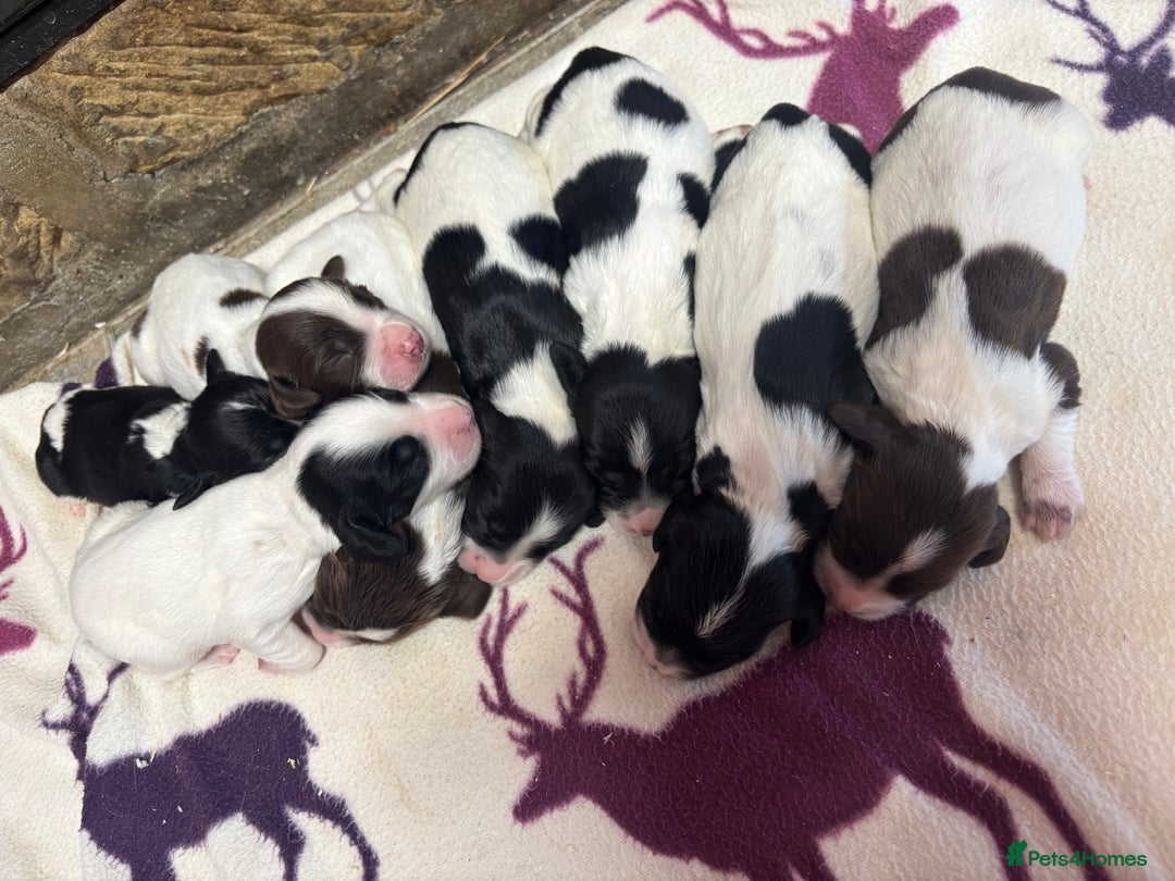 English Springer Spaniel dogs for sale: Stunning DNA Clear KC Springer Spaniel Puppies  - Image 4
