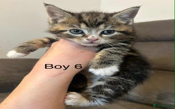 British Shorthair cats for sale: Stunning kittens available  - Image 8