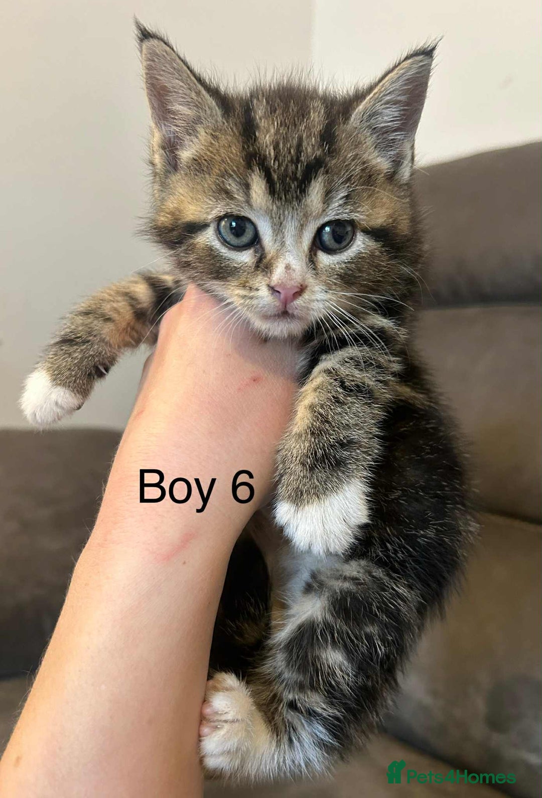 British Shorthair cats for sale: Stunning kittens available  - Image 8
