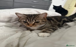 Domestic Shorthair cats for sale: Sister cats  - Image 6