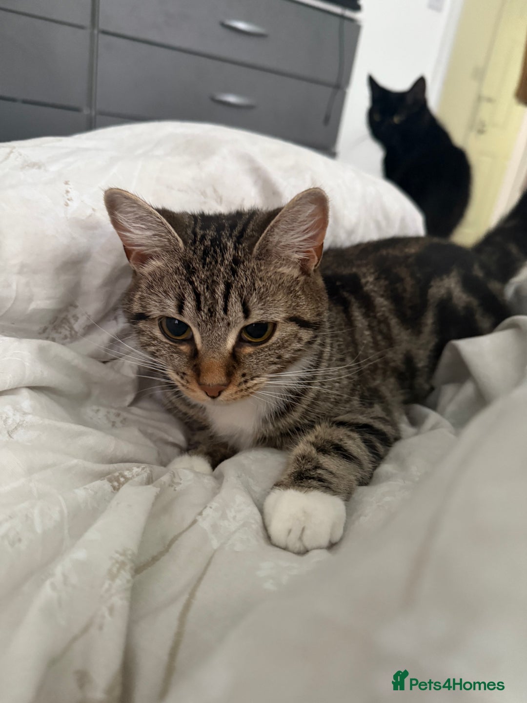 Domestic Shorthair cats for sale: Sister cats  - Image 6