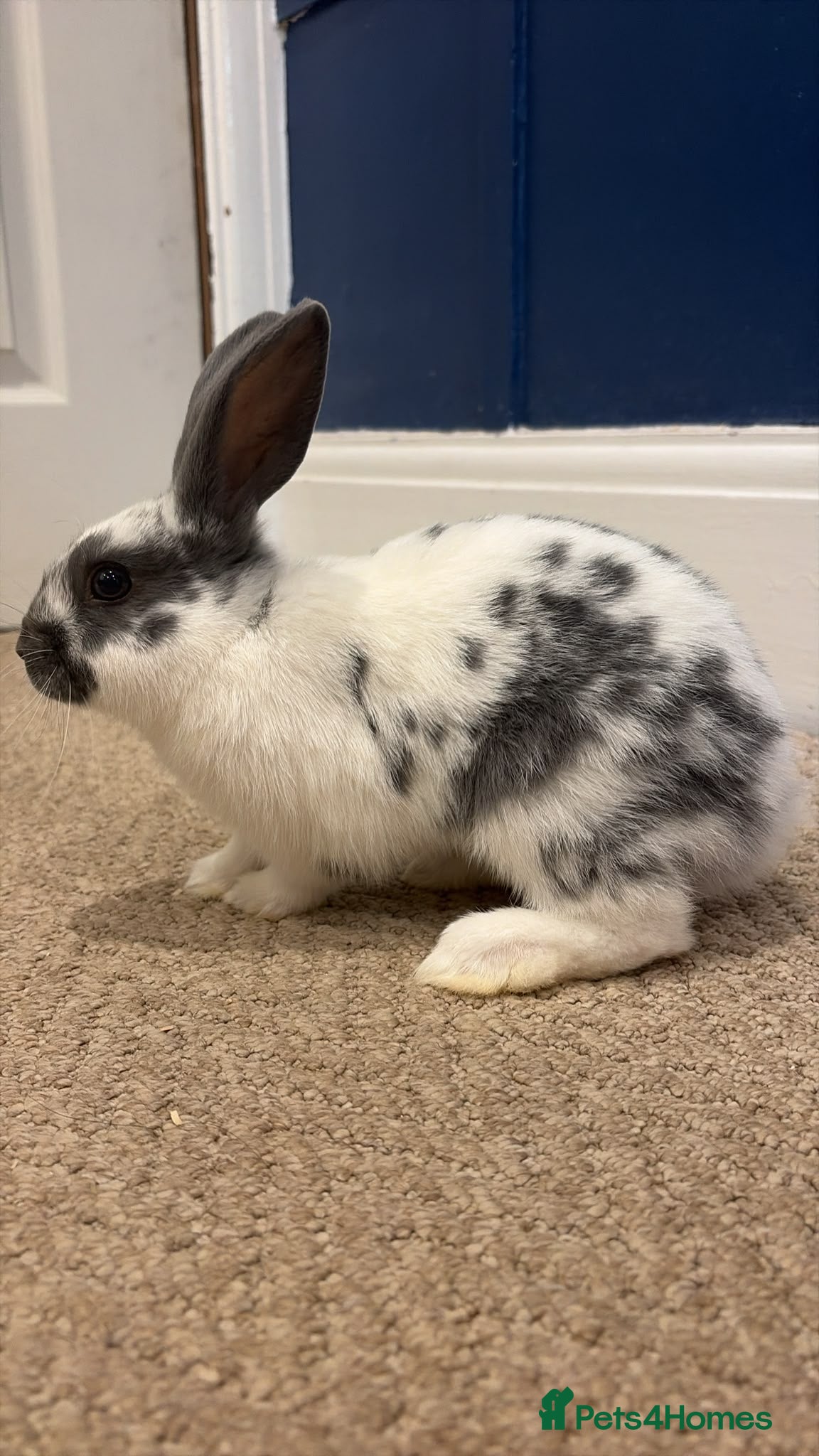 Mixed Breed rabbits Mini lop cross bunnies READY NOW  - Advert 4