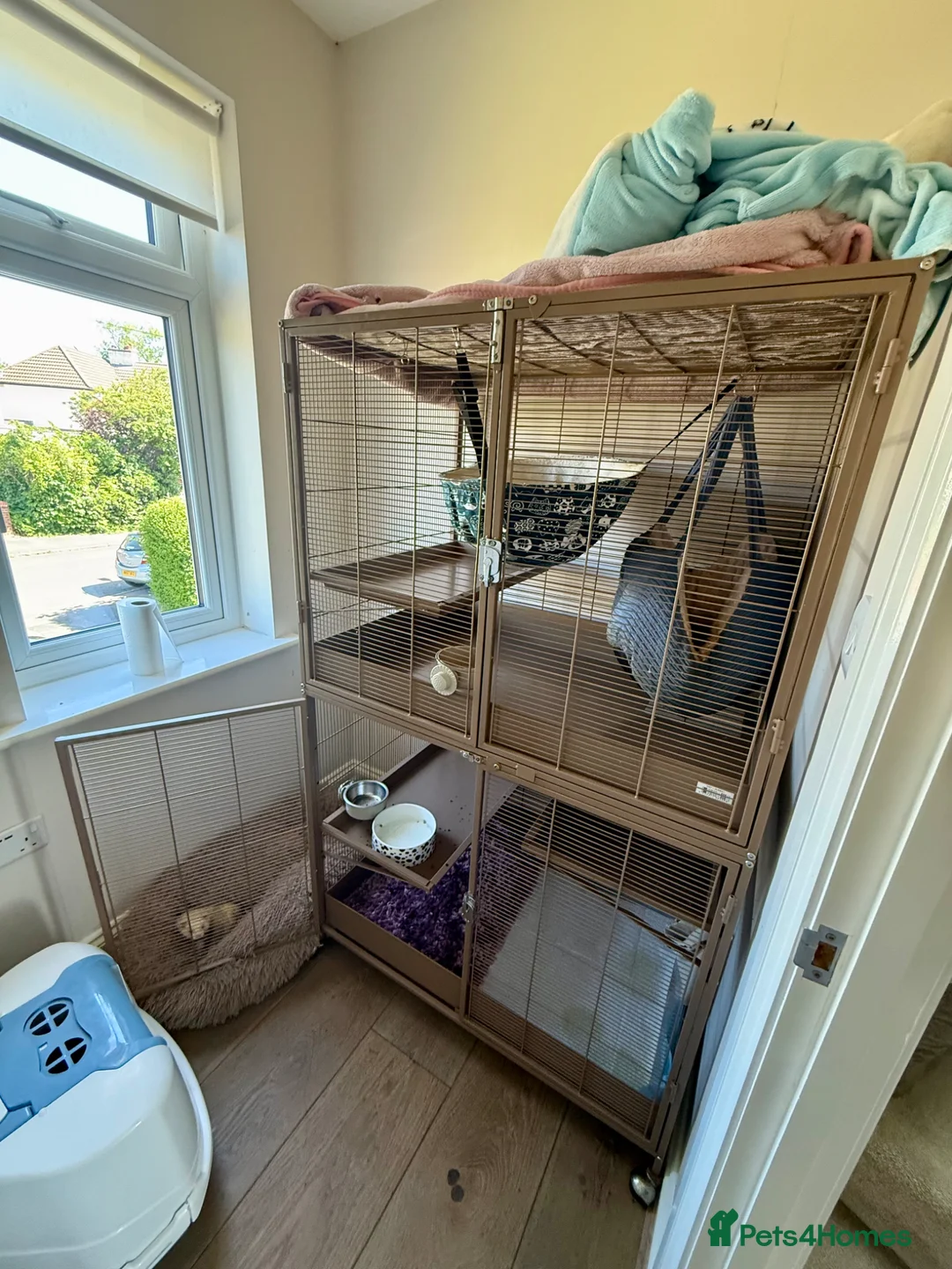 Ferret rodents for sale: Two brother ferrets for sale - Advert 17
