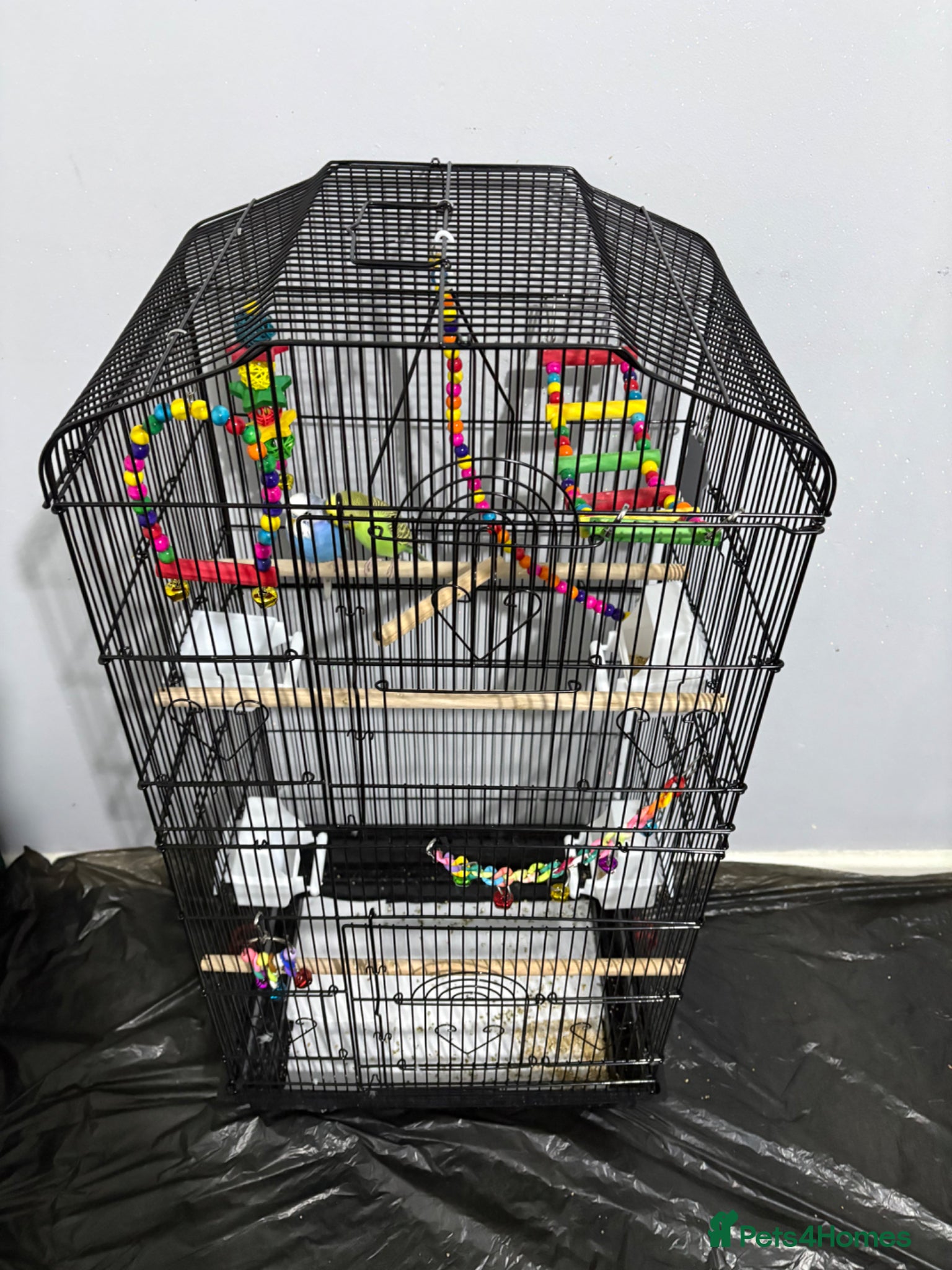 Budgerigars birds Male and female budgie for sale NEED GONE ASAP - Advert 1