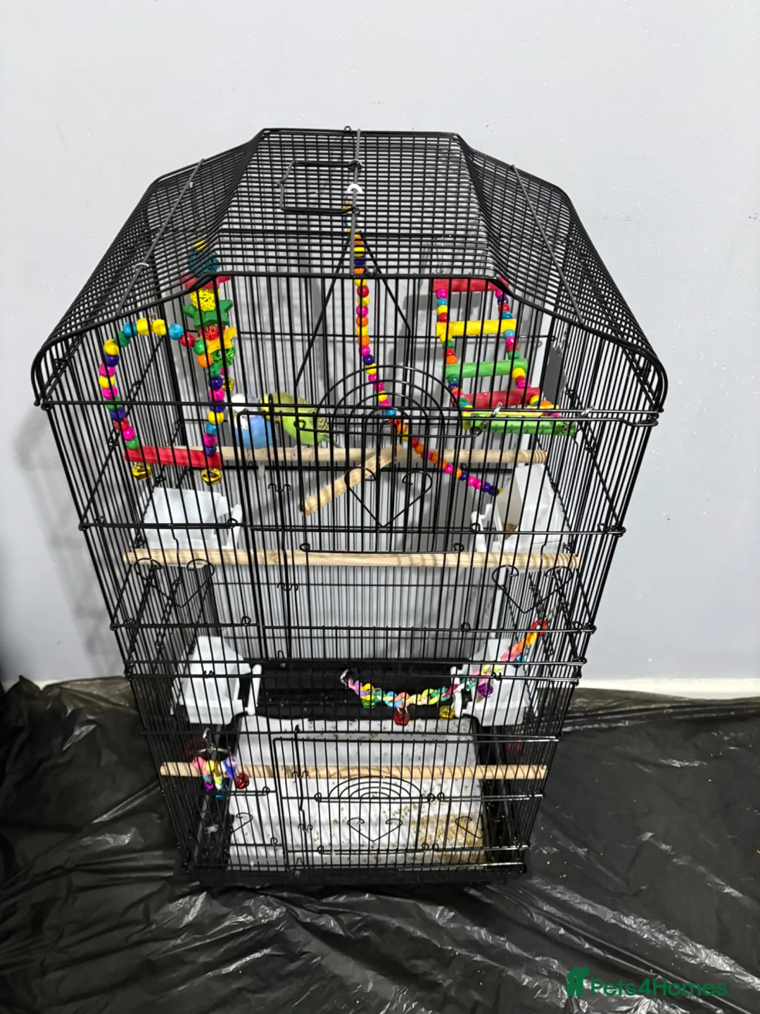 Budgerigars birds for sale: Male and female budgie for sale NEED GONE ASAP in Birmingham - Advert 1