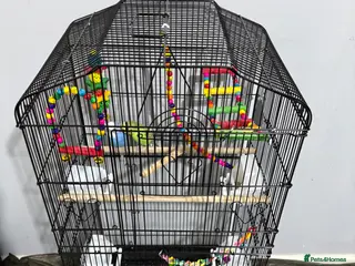 Budgerigars birds Male and female budgie for sale NEED GONE ASAP - Advert 14