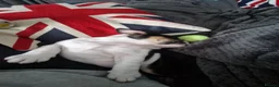 English Bulldog dogs for sale: for sale Bulldog puppy. - Advert 3