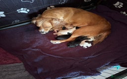 Cocker Spaniel dogs for sale: Beautiful cocker spaniel puppies - Image 6