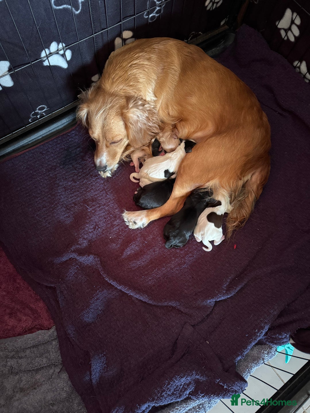 Cocker Spaniel dogs for sale: Beautiful cocker spaniel puppies - Image 6
