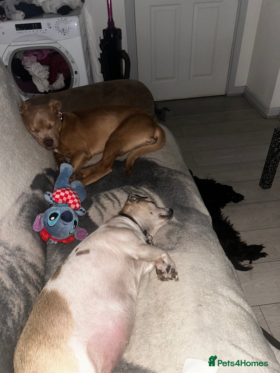 Mixed Breed dogs for sale: American bully pup 8 months  - Image 4
