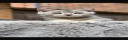 British Shorthair cats for sale: Ready to go!!! - Advert 7