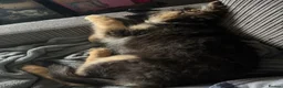 German Shepherd dogs for sale: Female German shepherd Black and Tan  - Advert 2