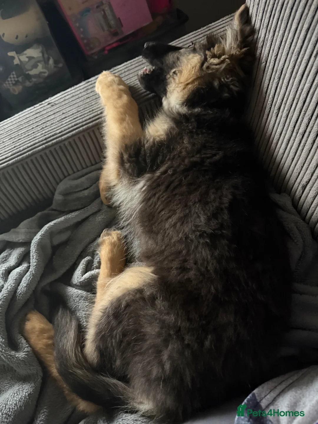 German Shepherd dogs for sale: Female German shepherd Black and Tan  - Advert 2