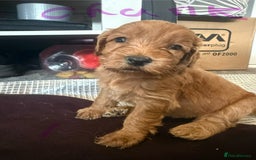 Cockapoo dogs for sale: 5 Absolutely gorgeous Fox Red Cockapoo Puppies - Image 10