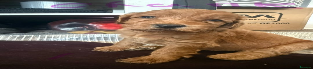 Cockapoo Puppy 1