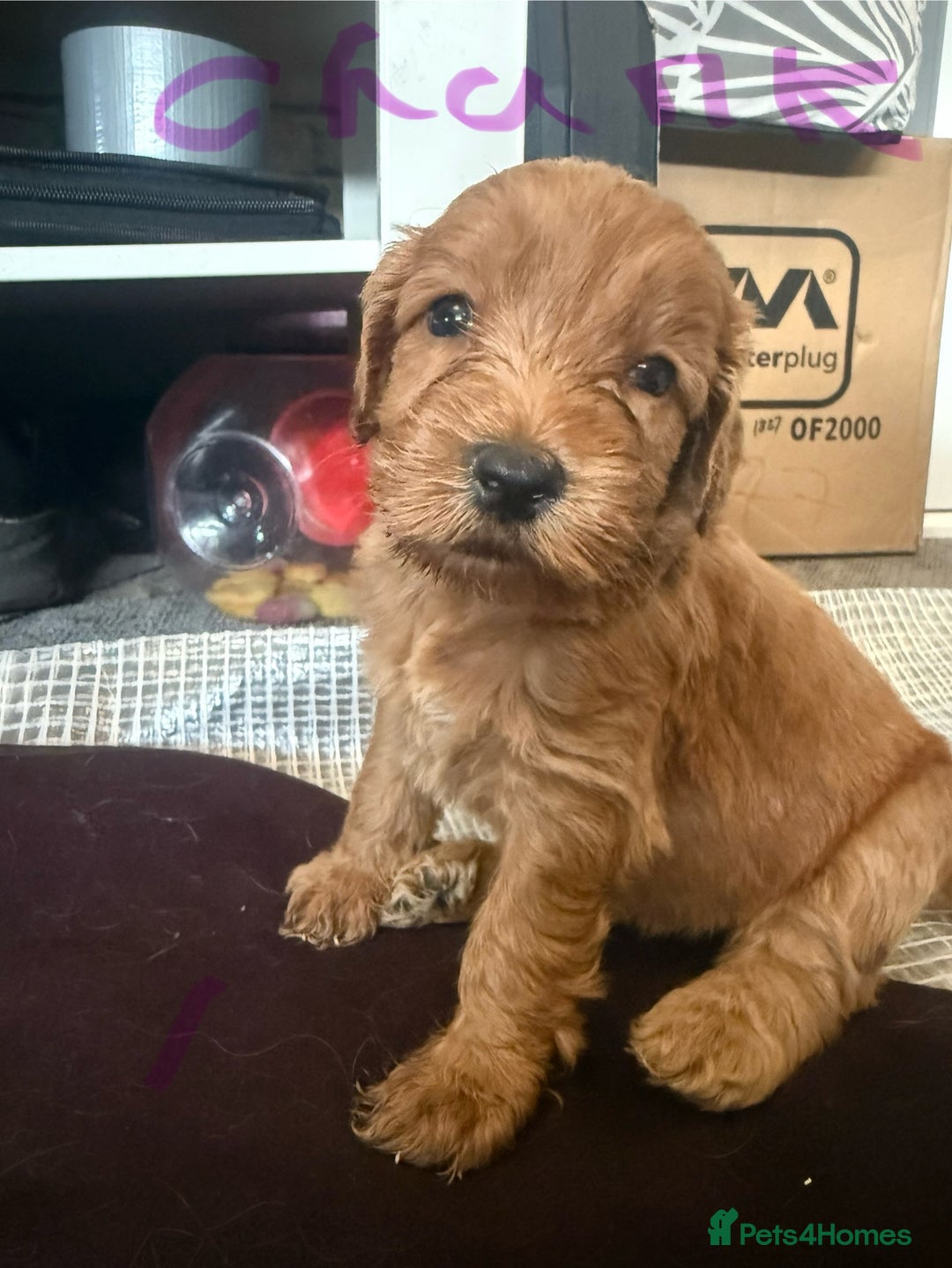 Cockapoo dogs for sale: 5 Absolutely gorgeous Fox Red Cockapoo Puppies - Image 10