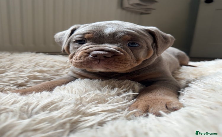 Old Tyme Bulldog dogs - Advert 1