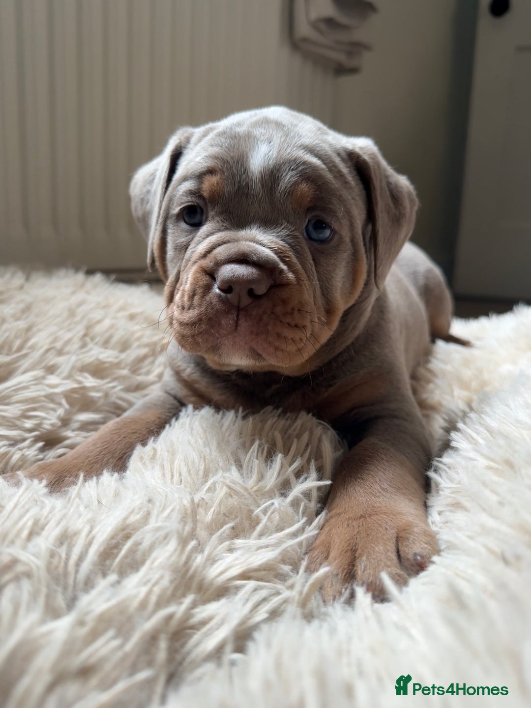 Old Tyme Bulldog dogs for sale: **Chunky NEBBER OLD TYME BULLDOG** - Image 1
