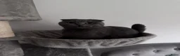 British Shorthair cats for sale: British shorthair kittens in Rochdale - Advert 15