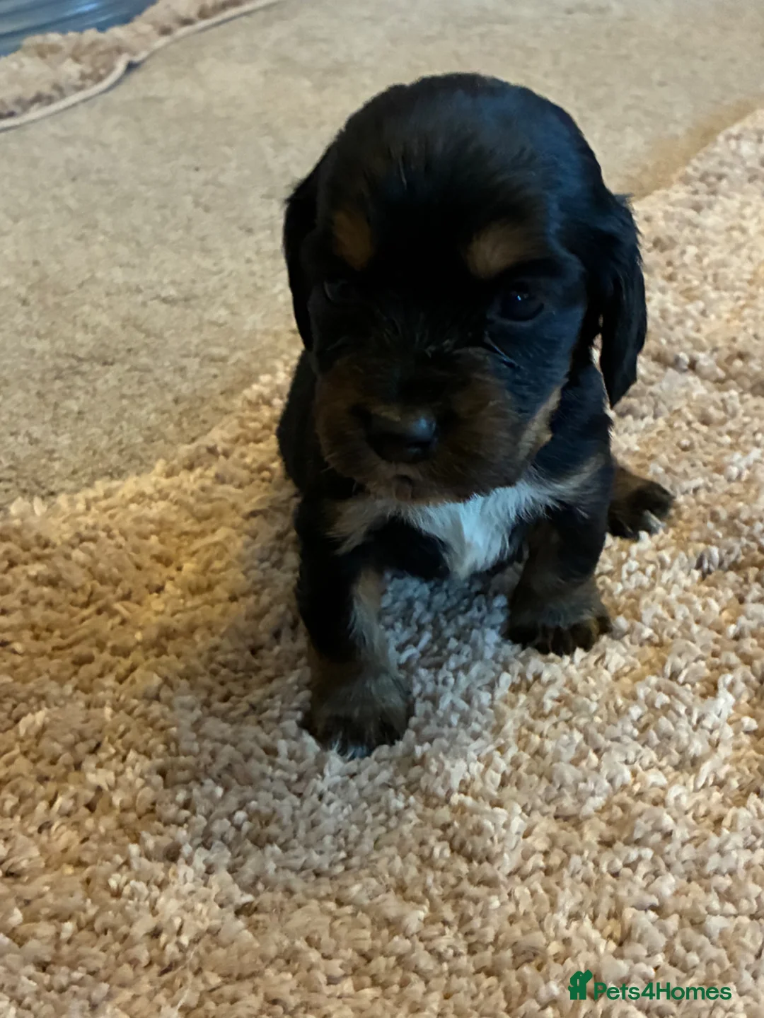 Cocker Spaniel dogs for sale: Beautiful cocker spaniel  - Advert 2