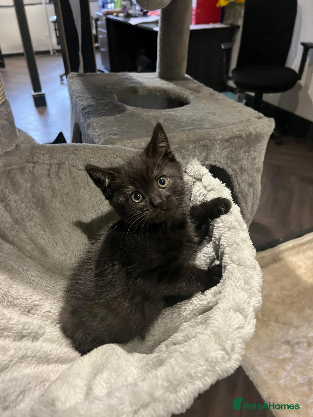 British Shorthair cats for sale: 2 female kittens  - Advert 7