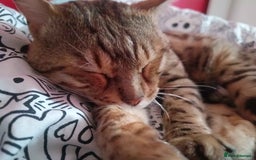 Bengal cats for sale: Bengal Stud & Tortie Queen for sale - Image 5